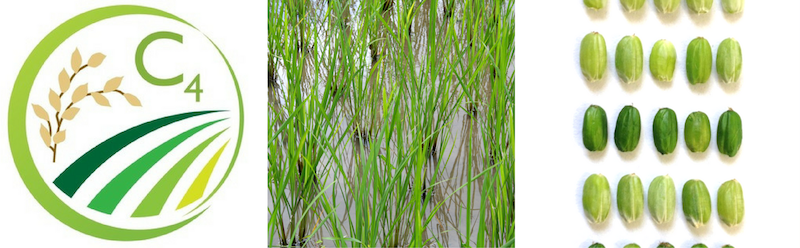 C4 images 1 c4 images 1